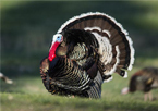 Strutting tom turkey