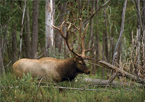 Bull elk in the woods