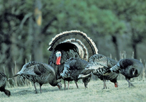 Flock of wild turkeys in spring