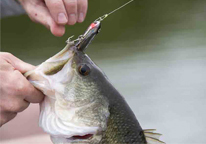 Closeup of largemouth bass with hook in lip