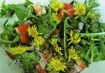 Dandelion salad