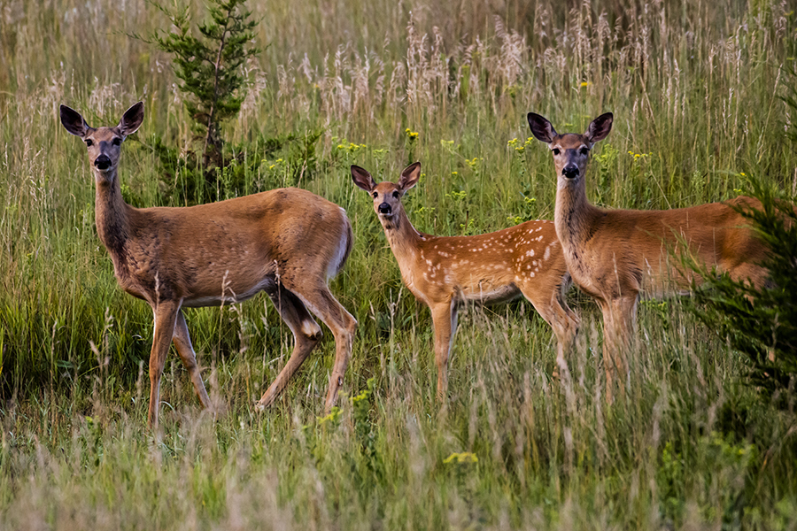 Three white-tailed deer looking at the camera.