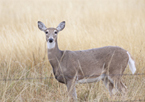 Antlerless deer in a field