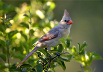 Female cardinal on a branch