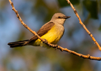 Western kingbird sitting on a branch