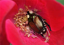 Japanese beetle on a flower