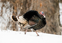 Turkey walking in snow