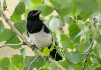 Black-billed magpie in tree