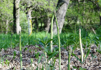 Stalks of wild-growing asparagus