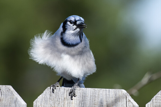 Bluejay sitting on fence post