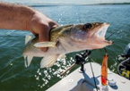 Angler holding up a fish from a boat