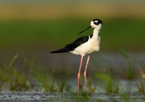 Bird standing in a wetland