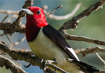 Red-headed woodpecker in a tree