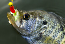 Crappie caught on a jig