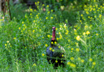 Wild turkey in spring