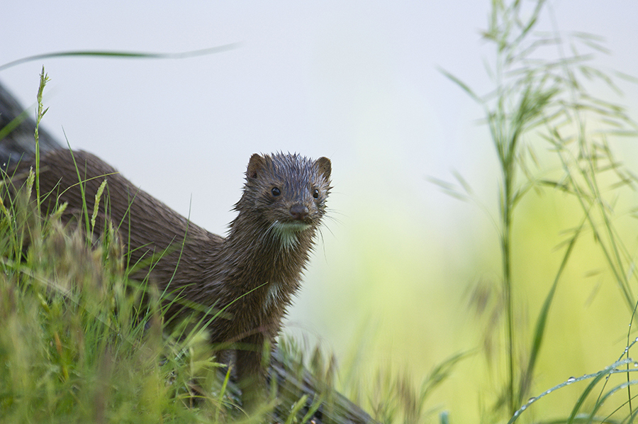 Mink peering through grass with wet fur.