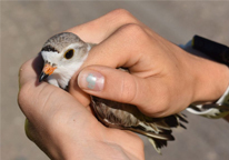 Piping plover being held for banding.