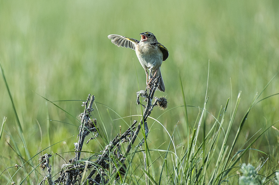 Grasshopper sparrow singing, with one wing extended