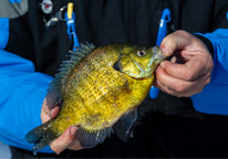 Someone holding a bluegill