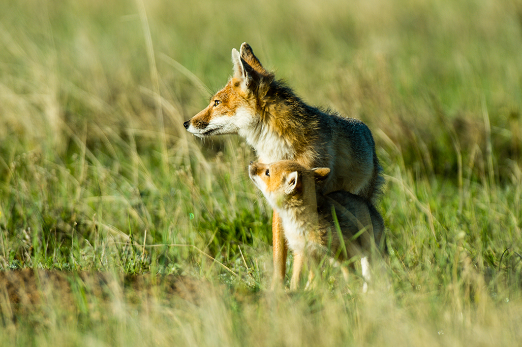 Swift fox with pup looking up at her.