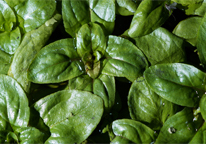 Closeup of aquatic plants