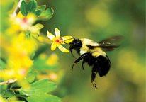 Closeup of a bumble bee