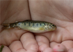 Closeup of child's hands holding small rainbow trout before releasing it