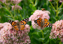 Painted lady butterflies on sedum flowers.