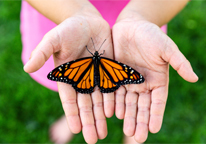 Monarch butterfly sitting in girl's hands