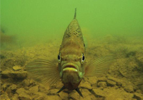 Closeup of a bluegill underwater