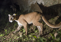 Shot of a mountain lion at night