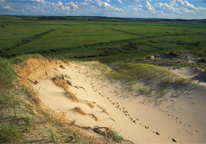 Sand dune in the Sandhills with paw prints in it