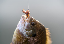 Closeup of bluegill on fishing hook