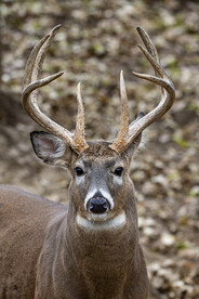 White-tailed buck with large antlers