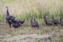 Turkey with poults in grassy field