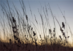 Silhouette of grasses and plants at sunset