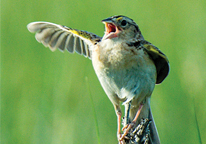 Bird singing with one wing extended