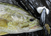 Smallmouth bass caught with a surface lure