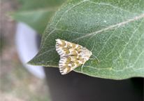 Flower moth on a leaf