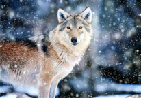 Wolf looking at camera with snow falling