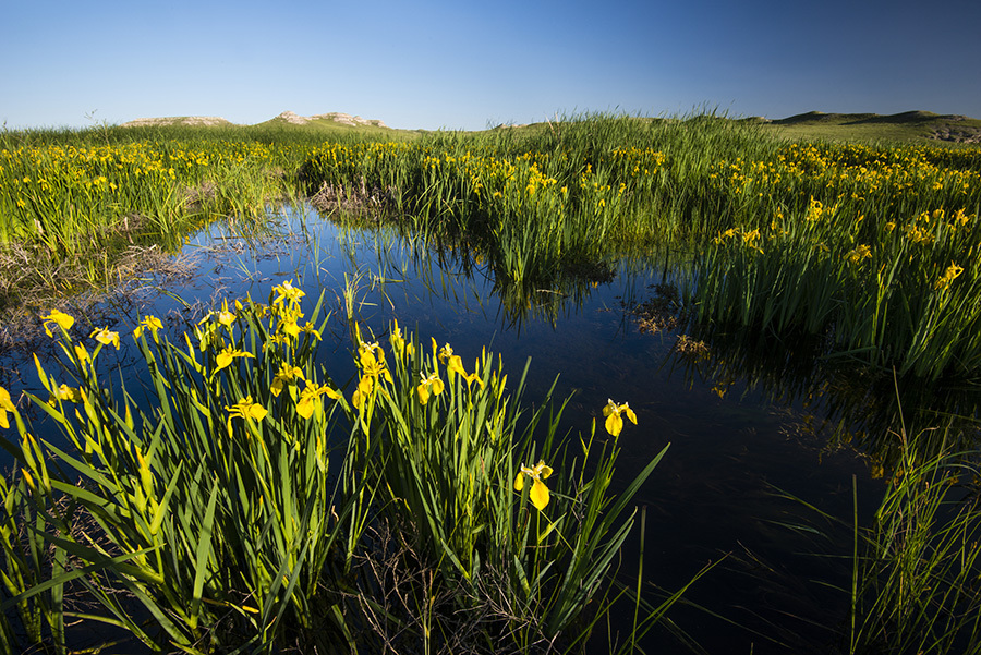 Yellow flag irises growing along marshy patch of ground.