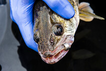 Closeup of gloved hand holding fish