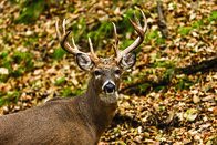 Whitetail buck with large antlers