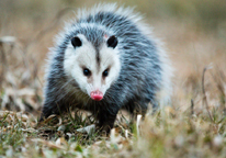 Opossum walking in grass