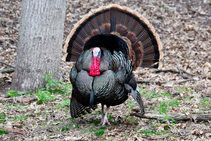 Tom turkey strutting in woods