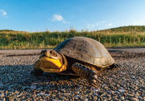 Blanding's turtle on a highway