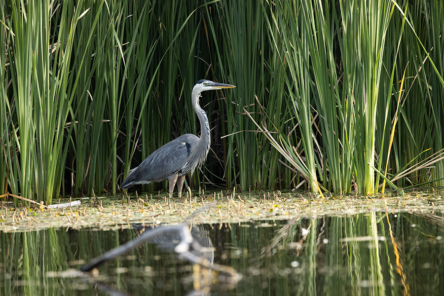 Great blue heron hunting in shallow water by reeds