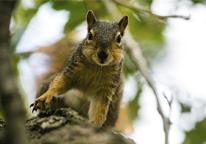 Squirrel climbing a tree and looking at camera