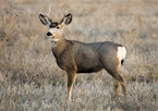 White-tailed buck in a field