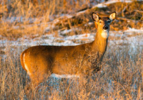 Antlerless deer in snowy field